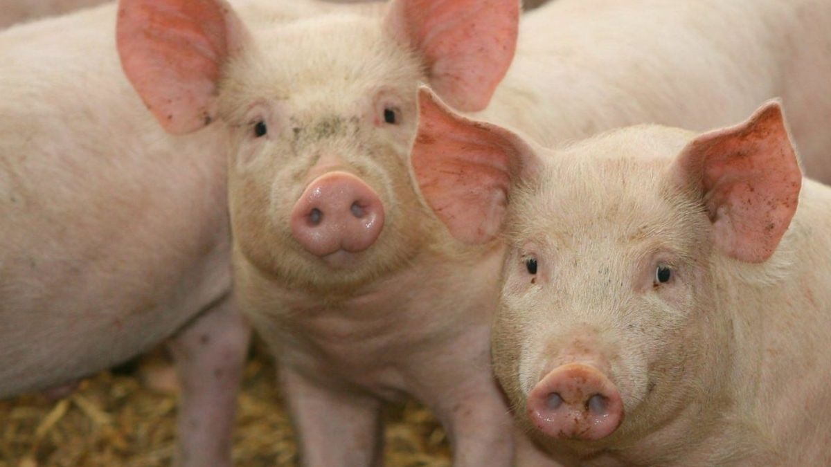 Nueva cepa de gripe porcina, ¿hay algún riesgo en comer carne de cerdo?