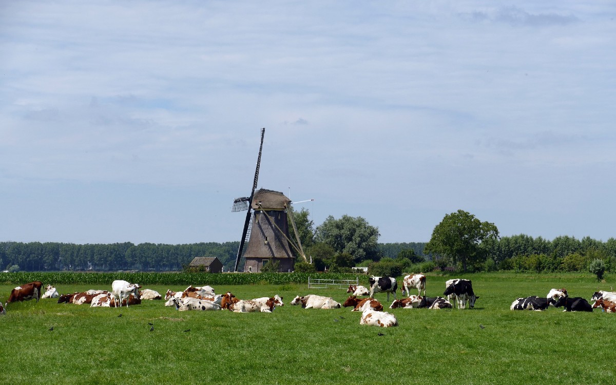 Países Bajos tiene un plan para 2030: reducir sus granjas para combatir contaminación 