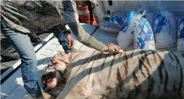 Profepa inicia denuncia penal ante la FGR por muerte de tigre en Huimilpan