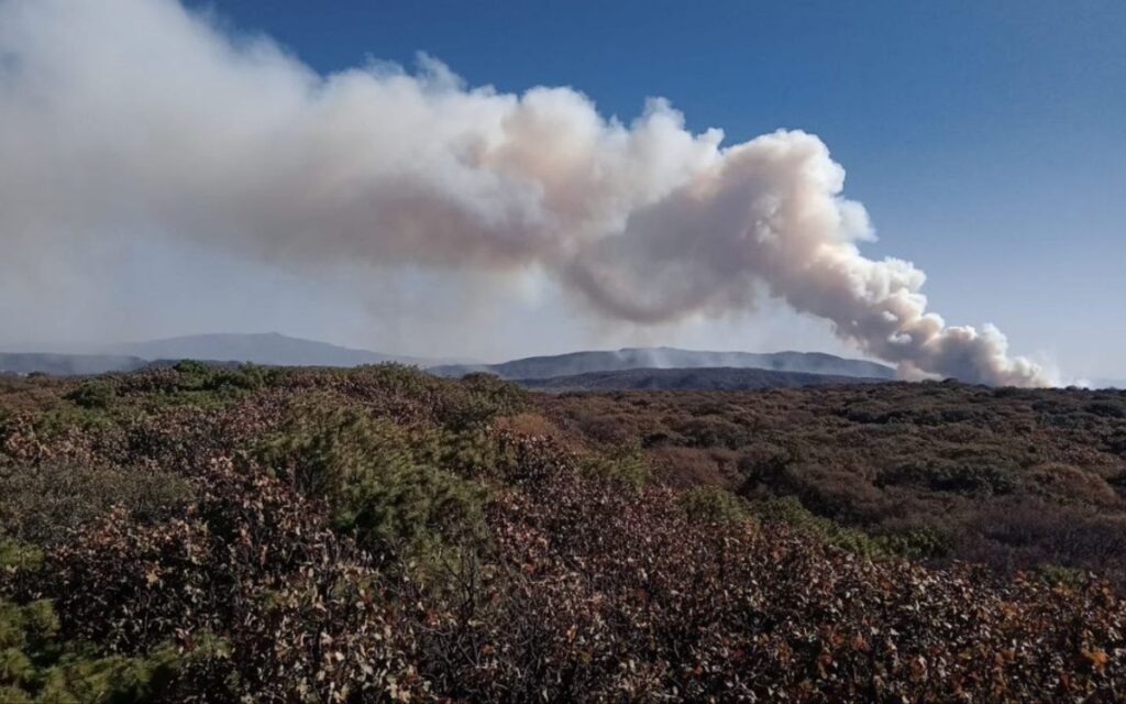 Reportan incendio en el Bosque de la Primavera en Jalisco; hay un detenido | Videos