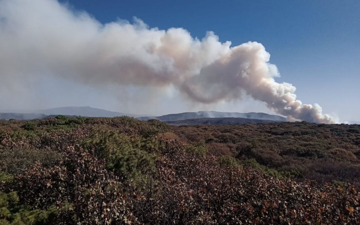 Reportan incendio en el Bosque de la Primavera en Jalisco; hay un detenido | Videos