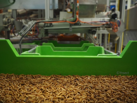 Ÿnsect, los creadores de la granja de insectos más cara del mundo, recauda otros $ 224 millones