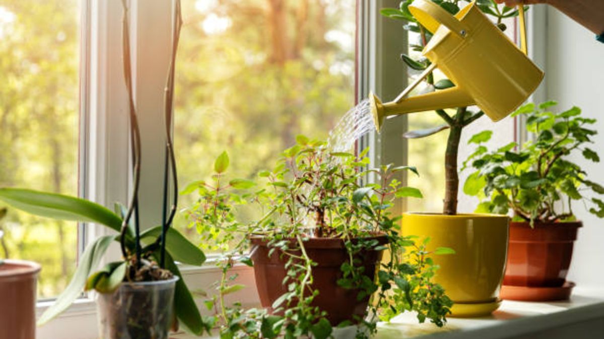 ¿Cuántas plantas se necesitan para purificar el aire de una casa?