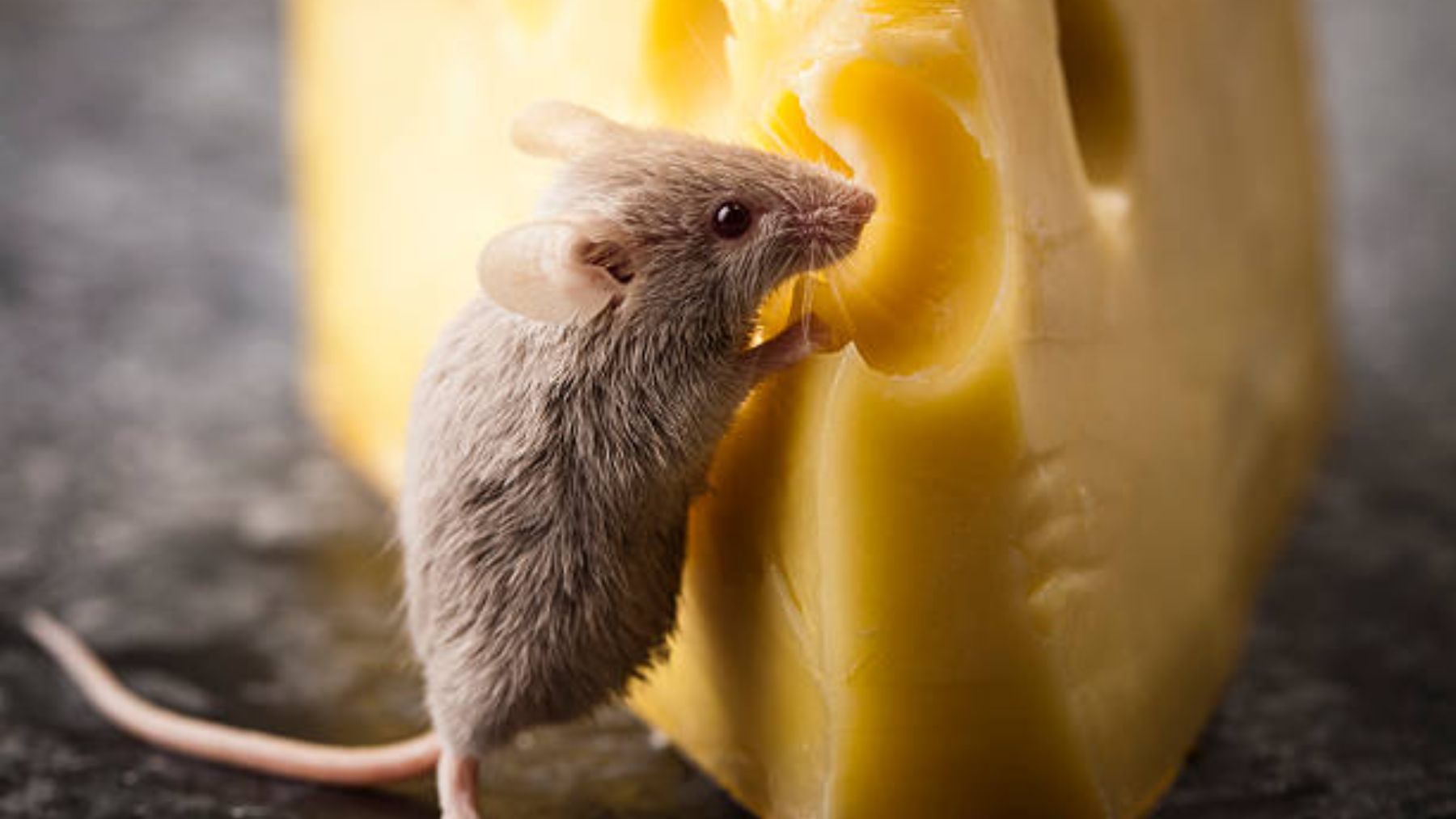 ¿Es cierto que a los ratones les gusta el queso?