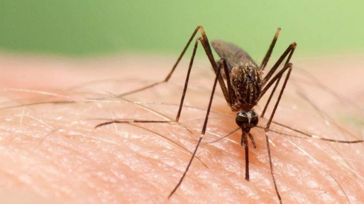 ¿Está picando el mosquito japonés en Sevilla? Lo que dicen los expertos