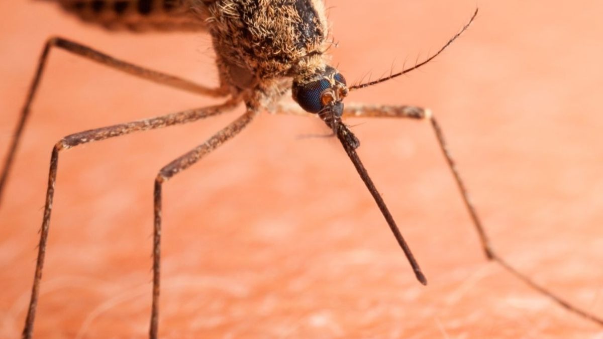 ¿Los mosquitos pueden transmitir el coronavirus a través de las picaduras?
