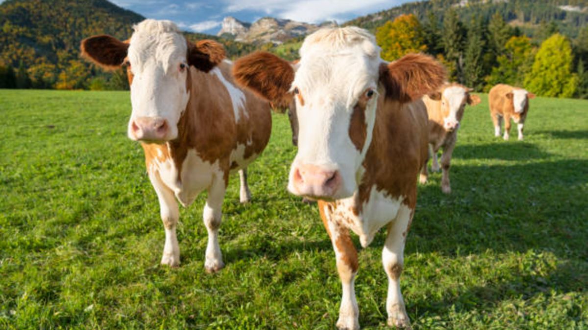 ¿Puede el coronavirus curarse con anticuerpos de las vacas?