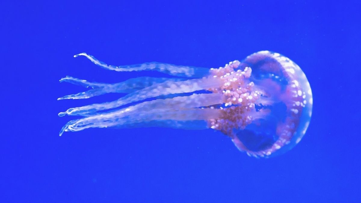 ¿Qué debes hacer si te pica una medusa en la playa?