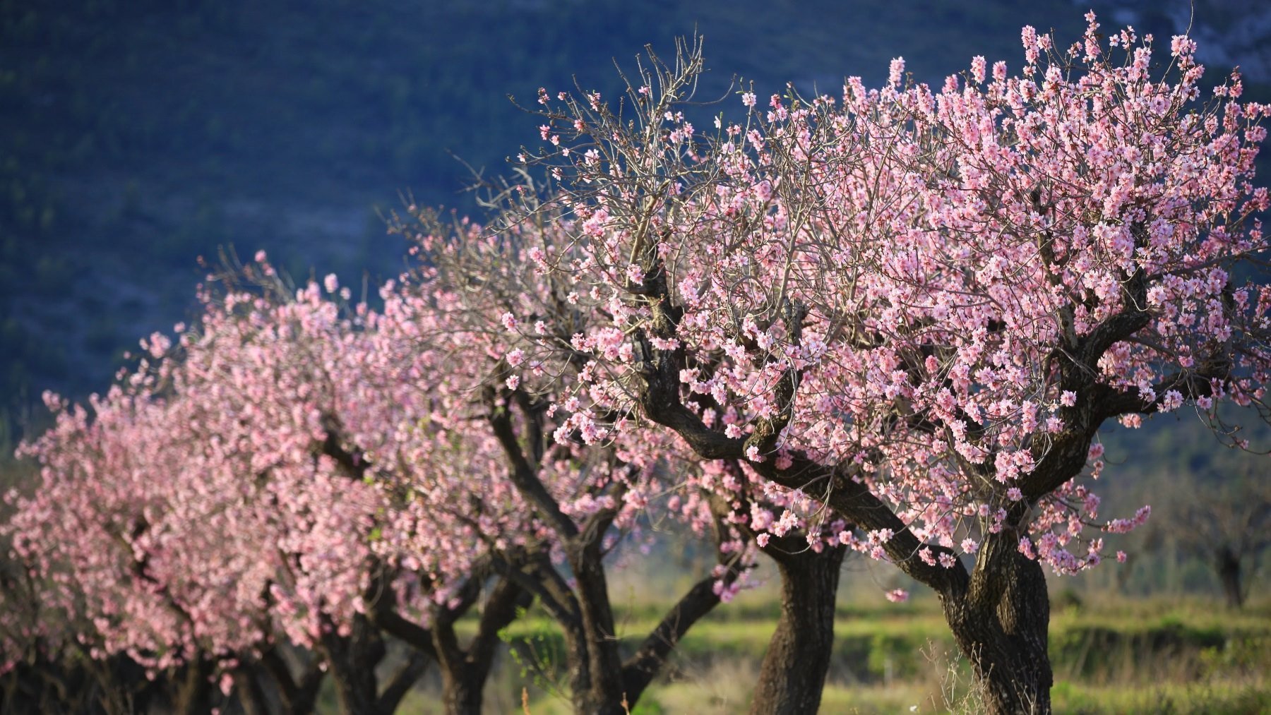 ¿Qué diferencia hay entre los almendros y los cerezos en flor?