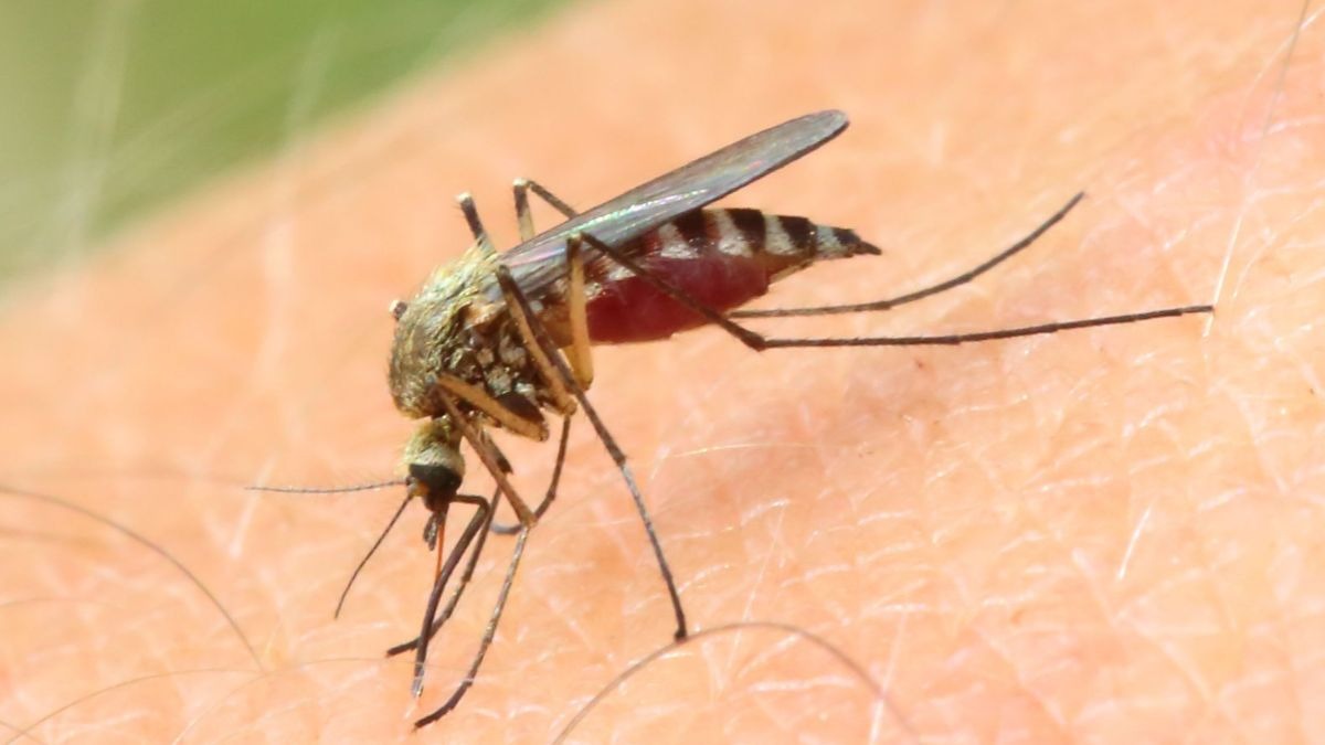 ¿Qué es el mosquito japonés que ha llegado a España? ¿Es peligroso?