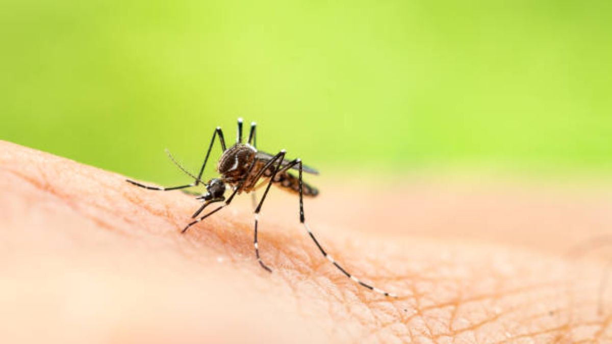 ¿Qué es lo que más atrae a los mosquitos en verano?