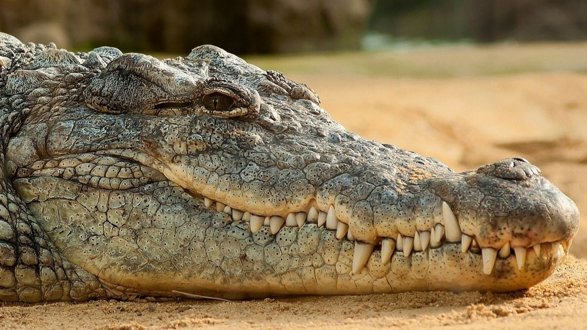 ¿Qué hace un cocodrilo del Nilo en Valladolid? ¿Es una especie peligrosa?