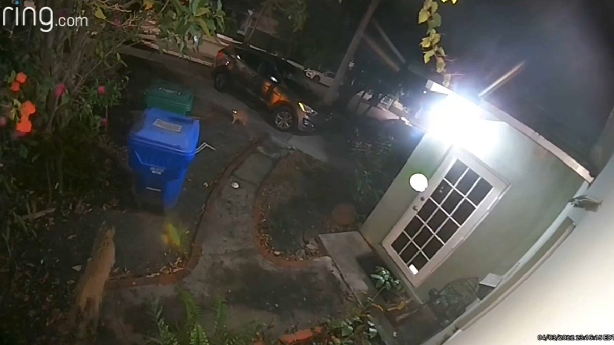 Un enorme gato captado en cámara generó alarma en un vecindario de Miami