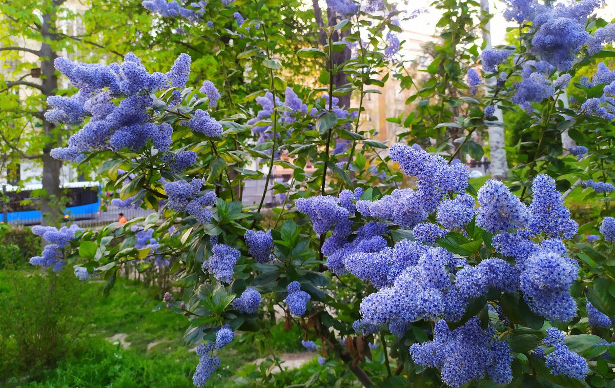 Hortensias y verónicas: las flores más deseadas son las azules