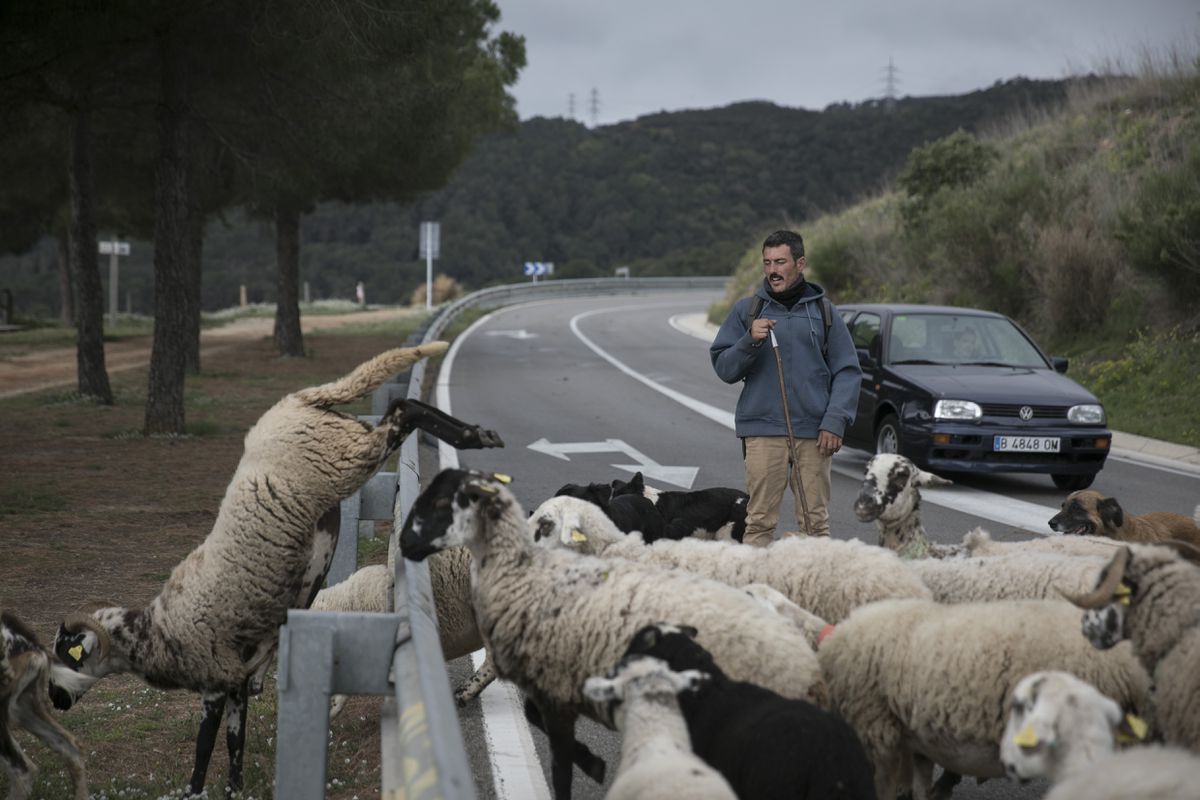 El difícil inicio del pastor de ovejas de Barcelona