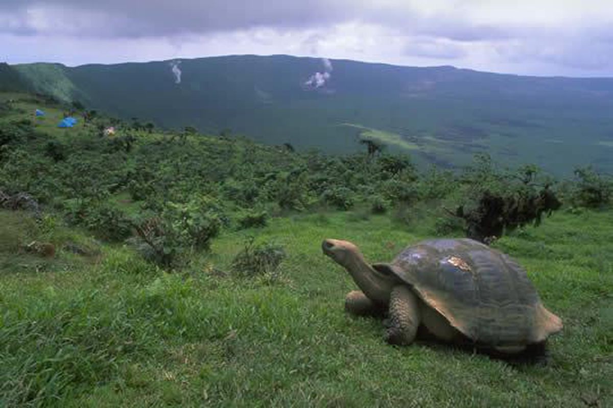 Descubierta una nueva especie de tortuga en el inagotable laboratorio vivo de Galápagos