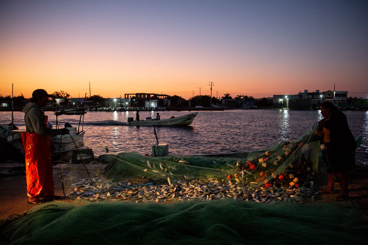 La fiebre del pepino de mar y su herencia maldita: la pesca ilegal acaba con las especies de Yucatán