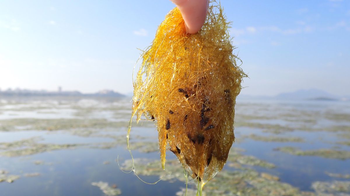 Alarma por la aparición de grandes cantidades de algas en el mar Menor