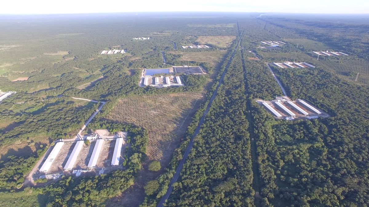 Un nuevo peligro amenaza a los cenotes de Yucatán: los purines de las granjas de cerdos