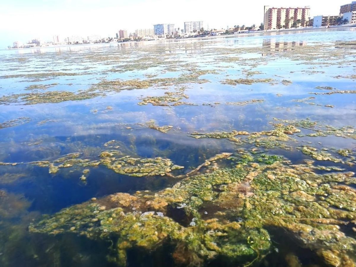 El Instituto Español de Oceanografía alerta del riesgo de otro episodio de muerte masiva de peces en el mar Menor