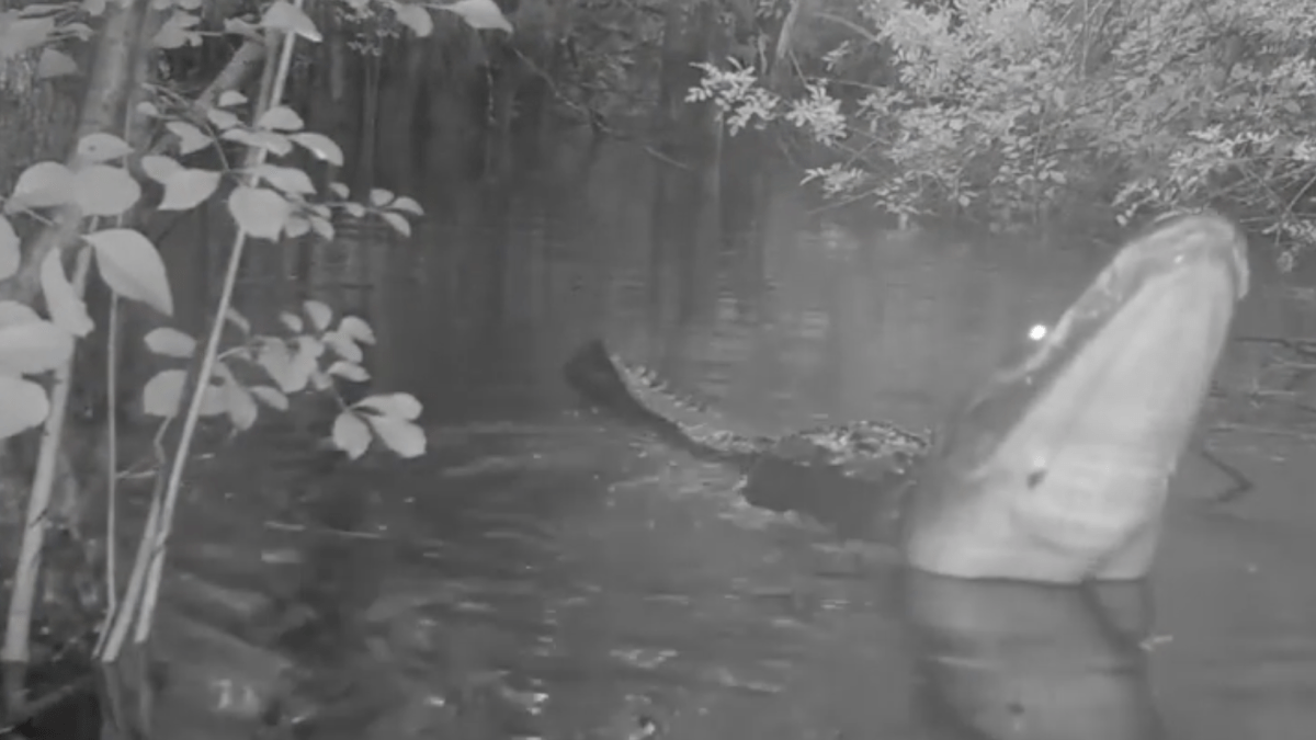 Video muestra a caimanes de Florida en brama al inicio de la temporada de apareamiento