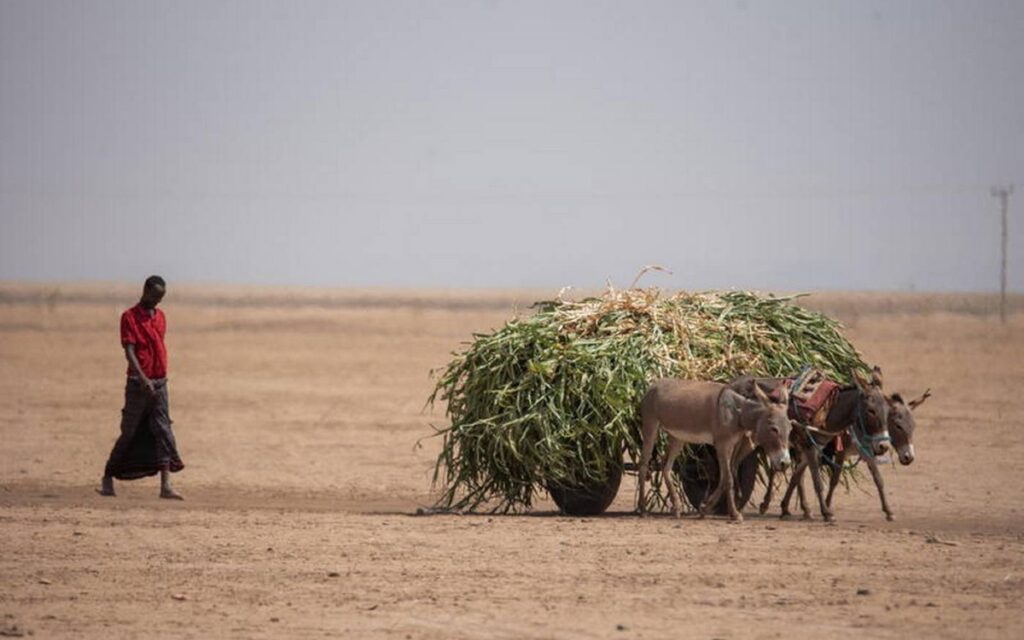 20 millones de personas podrían pasar hambre en el Cuerno de África: PMA