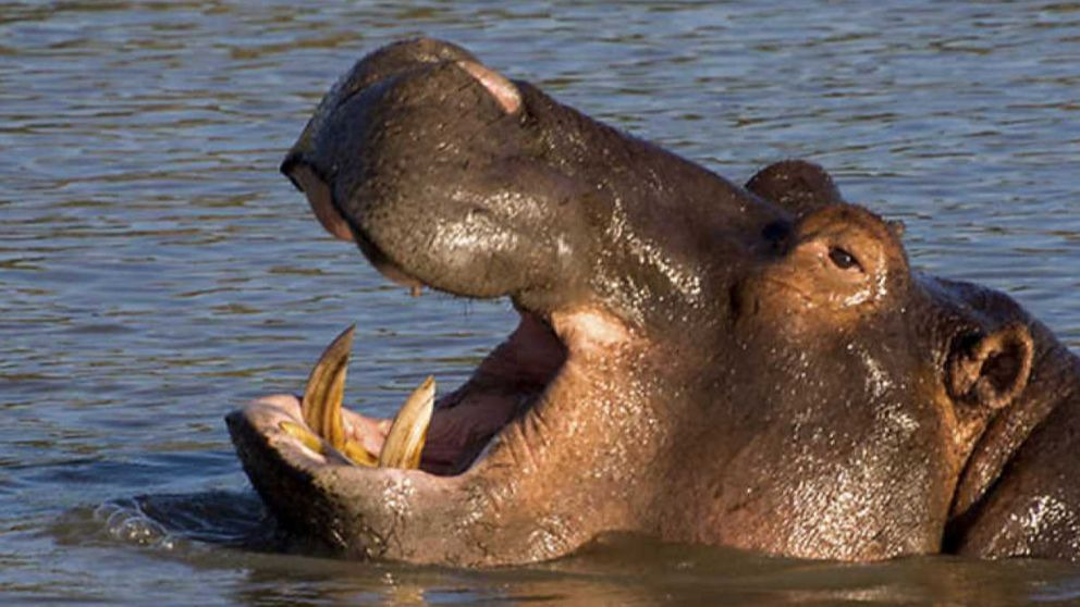 5 curiosidades de los hipopótamos que te sorprenderán