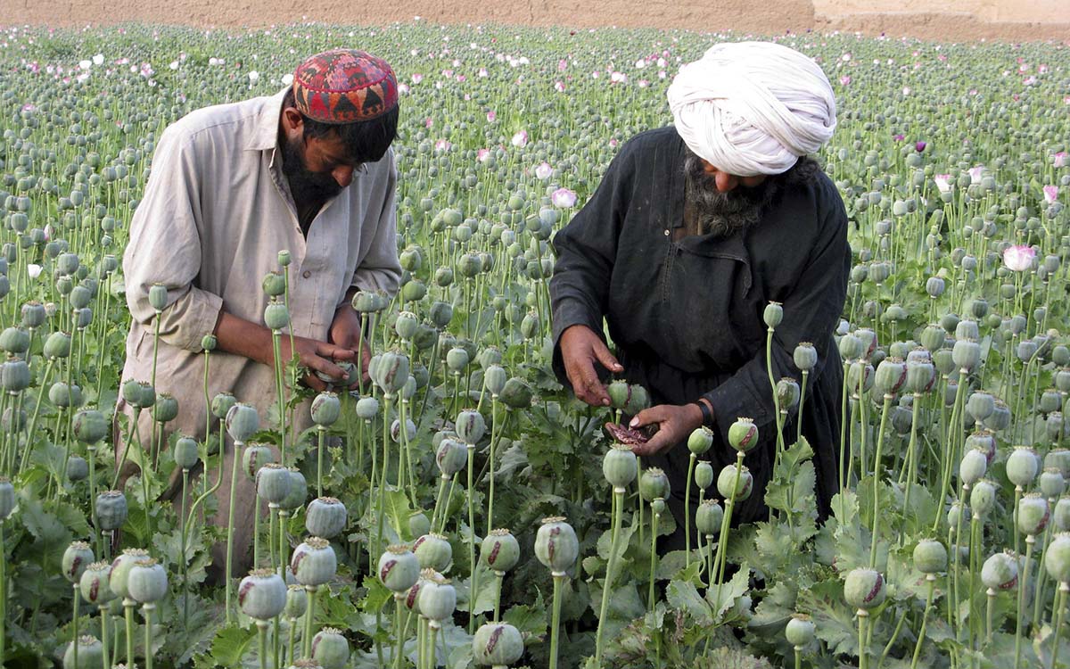 Afganistán: Los talibán prohíben el cultivo de opio, el uso de alcohol y estupefacientes