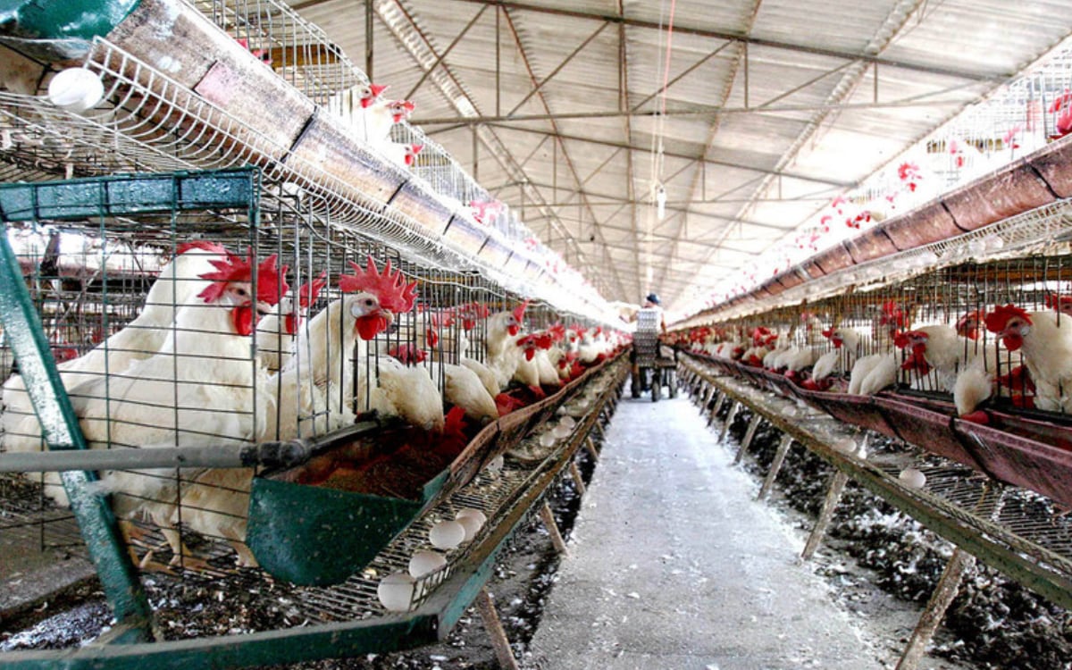 Agricultura detecta brote de influenza aviar AH7N3 en Coahuila; sacrifica 70 mil aves