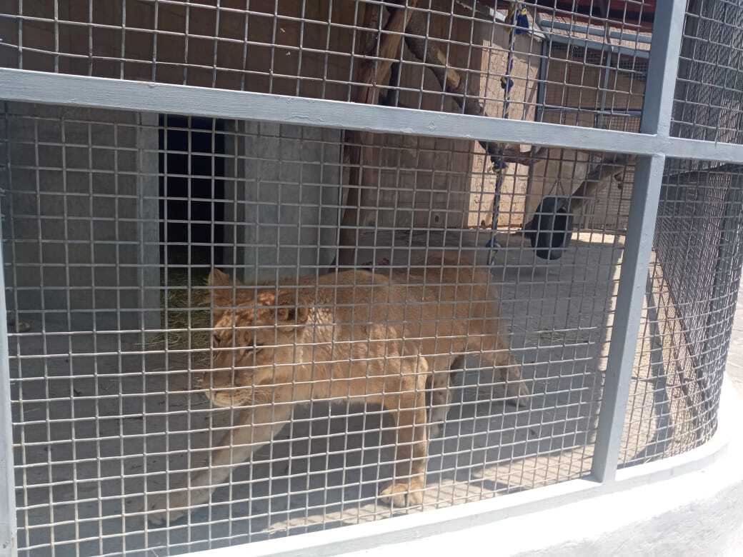 Aseguran a cachorro de león en Atizapán, Edomex | Videos