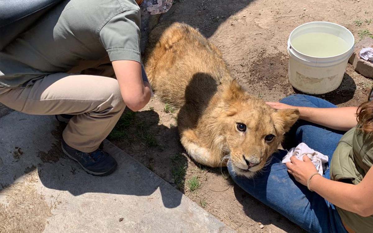 Cachorro león africano encontrado en Ecatepec se encuentra grave de salud