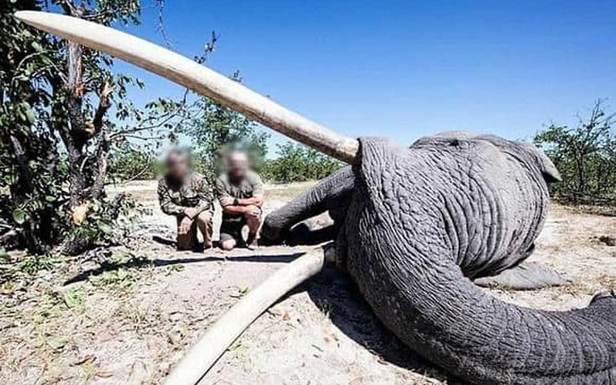 Cazador mata al elefante más grande de Botsuana
