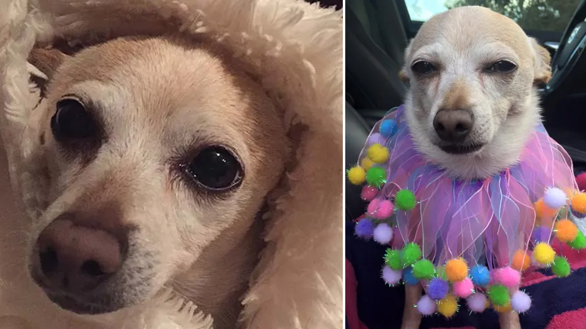 Chihuahua de Florida es nombrado el perro más viejo del mundo