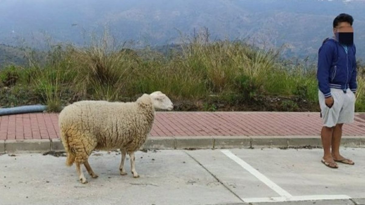 La Guardia Civil denuncia a un joven por sacar a pasear a su oveja en Marbella