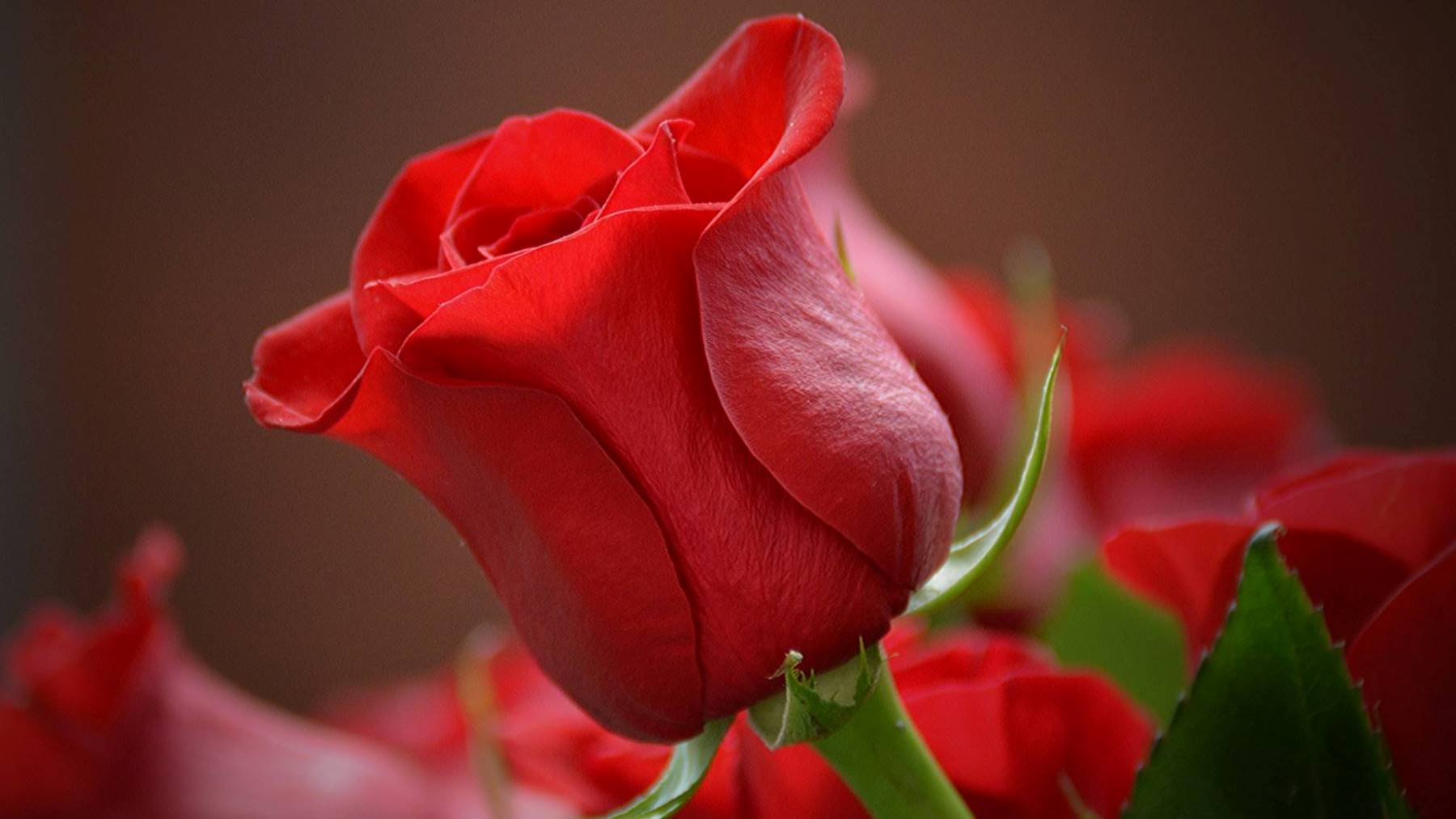 Las 7 mejores flores para regalar el día de Sant Jordi