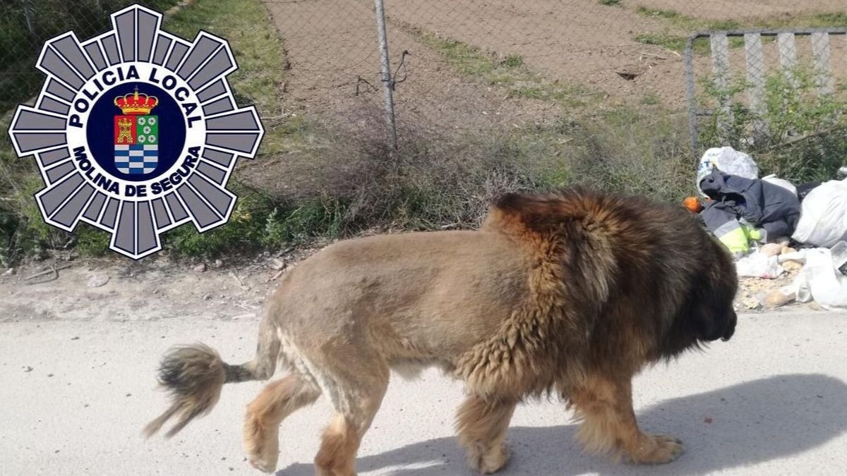 Pánico entre los vecinos de Molina del Segura al confundir un león con un perro