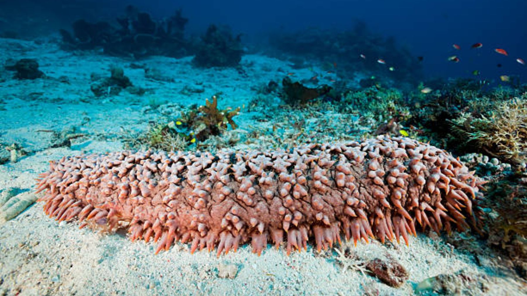 Pepino de mar: hábitat y sus características