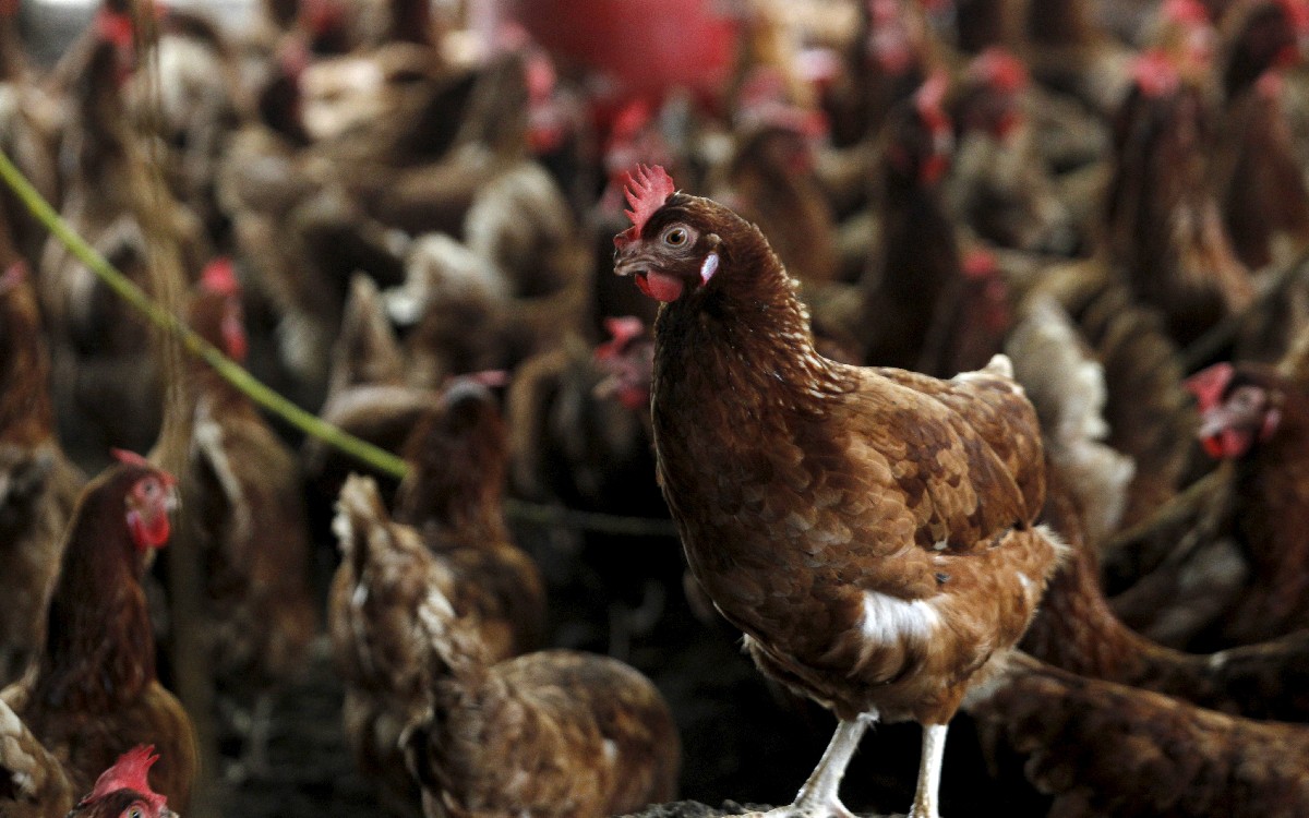 Reportan primer caso de humano de gripe aviar H5 en Estados Unidos