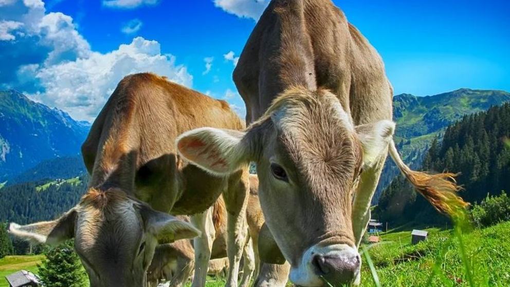 Te descubrimos 7 curiosidades que no sabías de las vacas