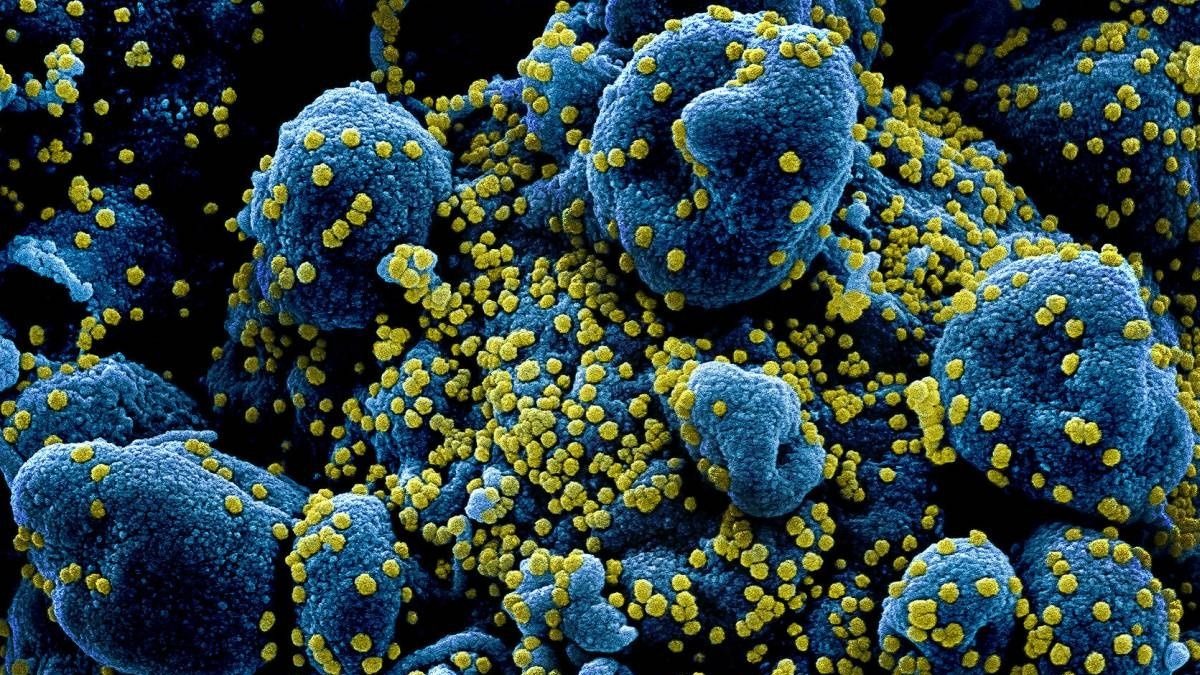 Un estudio británico señala que el coronavirus no nació en Wuhan