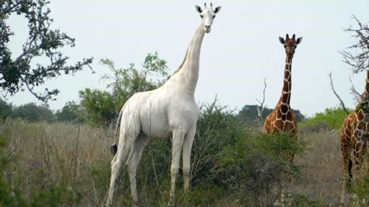 Unos cazadores matan a la última jirafa blanca hembra y a su cría