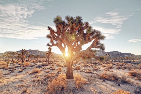 ¿Deberíamos cultivar árboles en el desierto para combatir el cambio climático?
