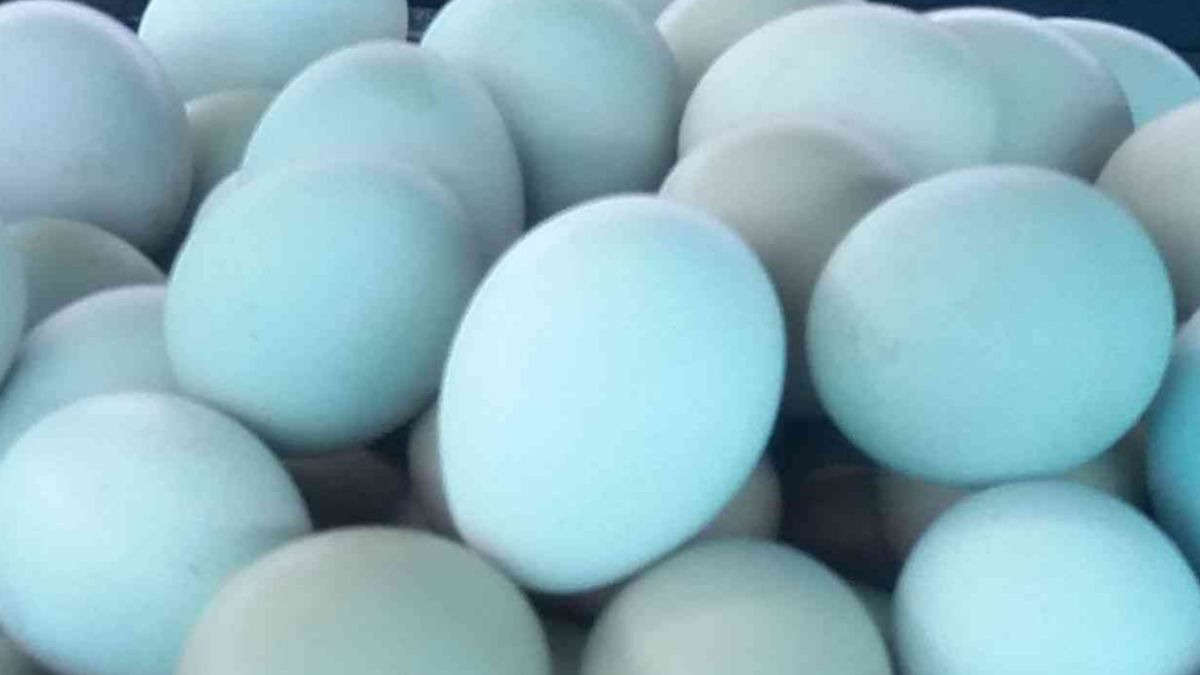 ¿Qué son los huevos azules? No, no están pintados