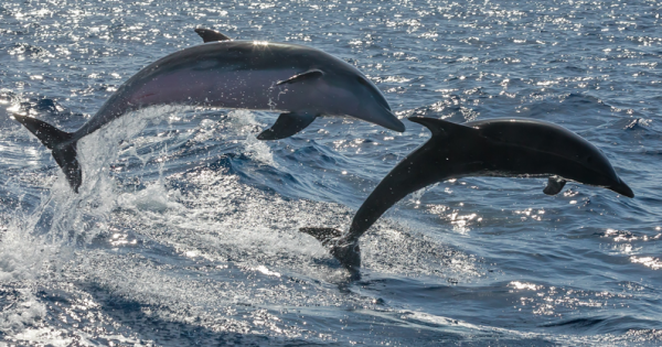 Rusia usa delfines para defender a su flota en el Mar Negro de un ataque submarino