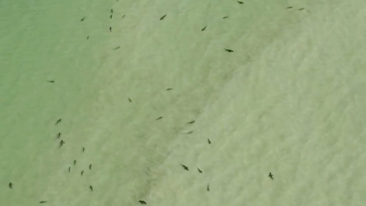 aterrado video muestra playas infestadas de tiburones