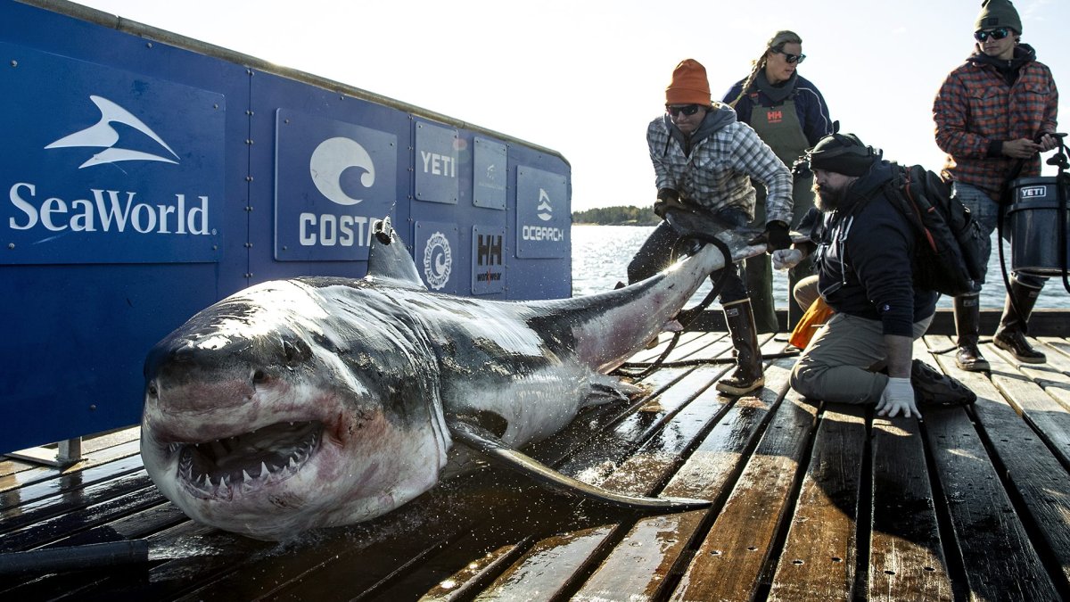 Colosal tiburón blanco en Nueva Jersey de 20 años es estudiado por científicos