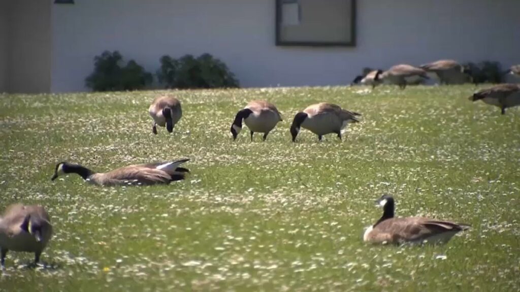 Buscan eliminar gansos en Foster City con una técnica letal