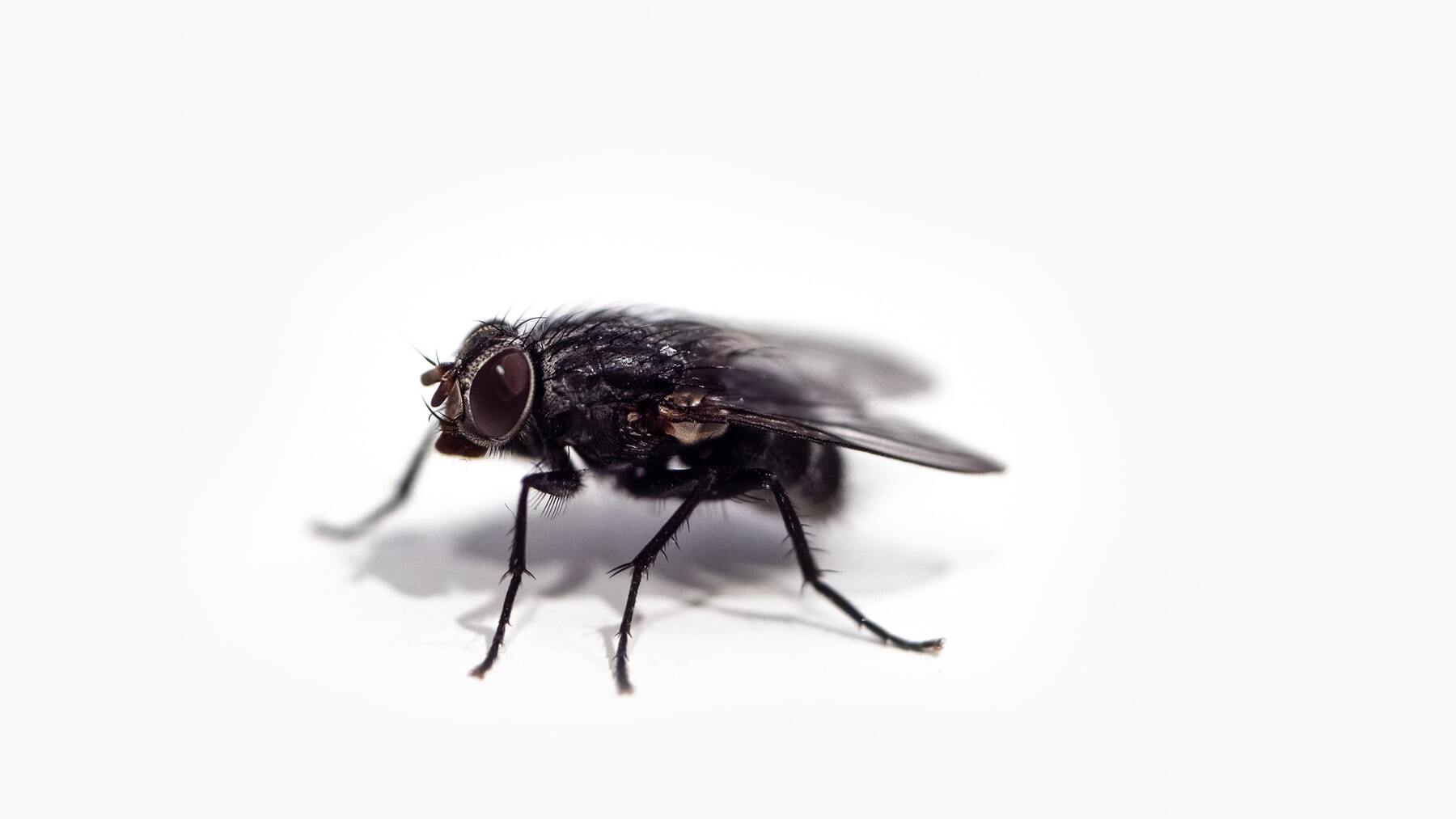 El bulo de las moscas en casa que te has creído y es completamente falso