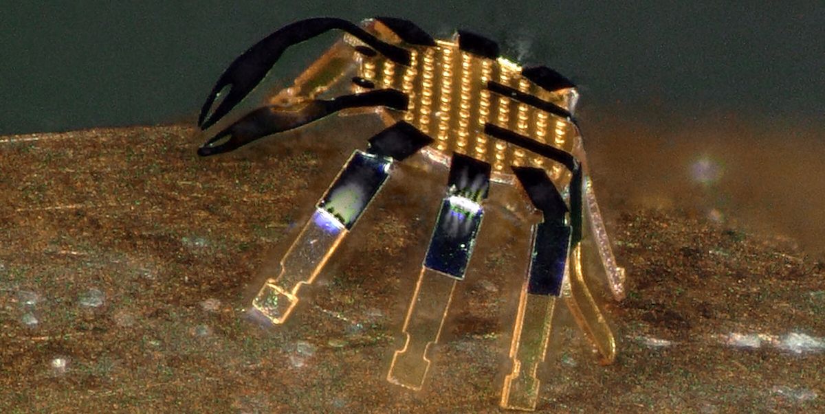 Mira el paseo del cangrejo robot a control remoto más pequeño del mundo