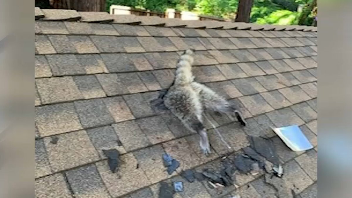 mapache muerde el techo de una casa, abre un hueco y queda atrapada en Santa Cruz